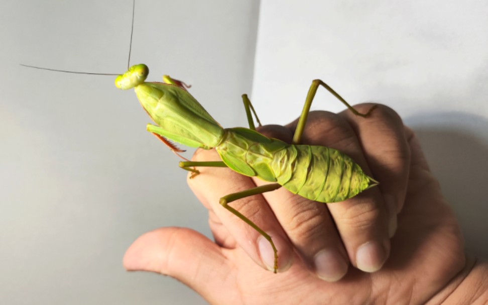 龄方豆蔻的女王·十龄(末龄)夺嫡菱背螳♀上手