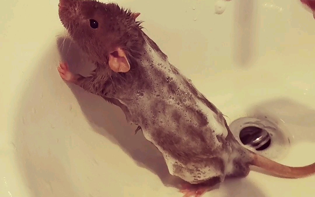 惊!花枝鼠网红式洗澡法