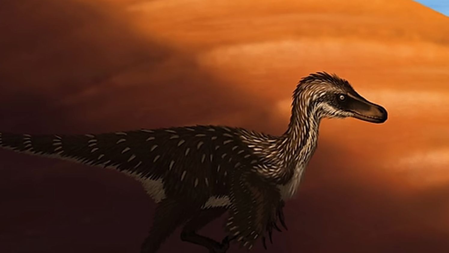 迅猛龙:火鸡般大小的"闪电猎手"!