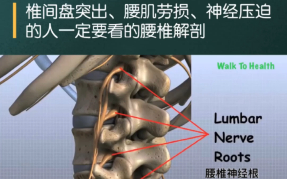 椎间盘突出、腰肌劳损、神经压迫的人一定要看的腰椎解剖哔哩哔哩bilibili