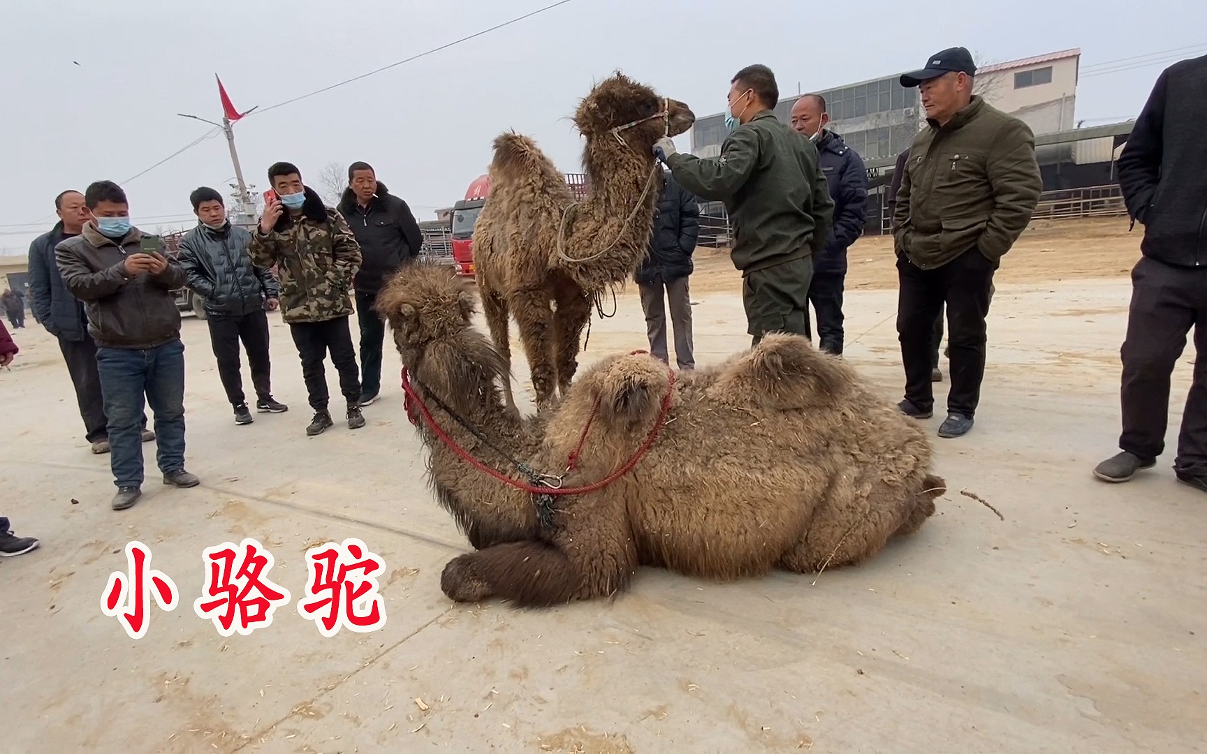 两峰小骆驼来赶集,要价21000,看看这俩骆驼都会干啥?哔哩哔哩bilibili