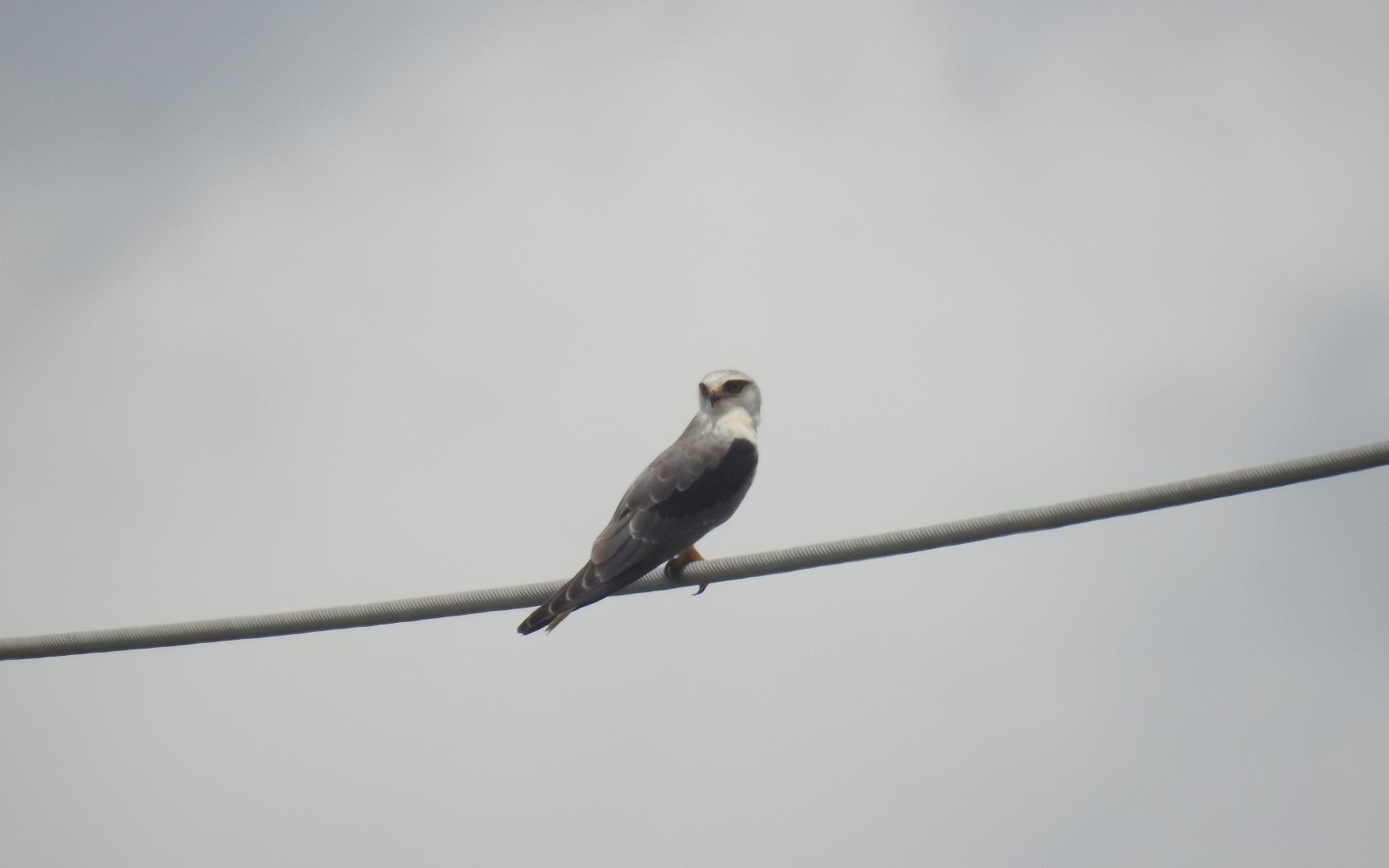 好久不见黑翅鸢