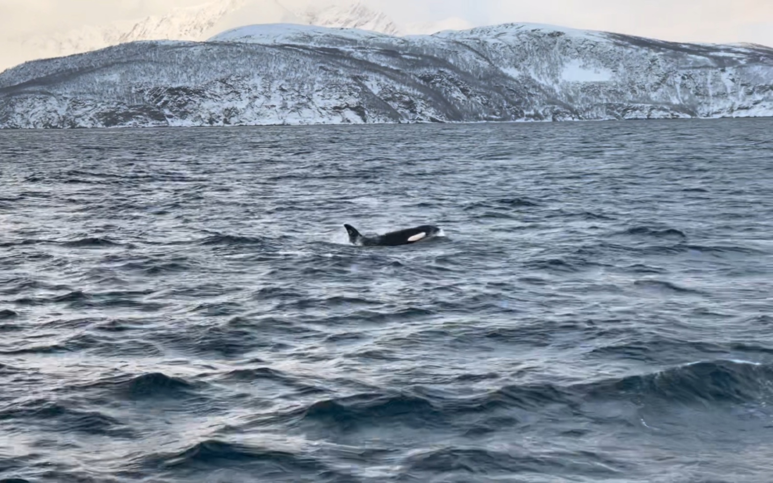 旅行日记-挪威海与鲸