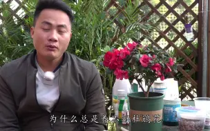 Tải video: 根养的不好，杜鹃花怎么养都不会旺