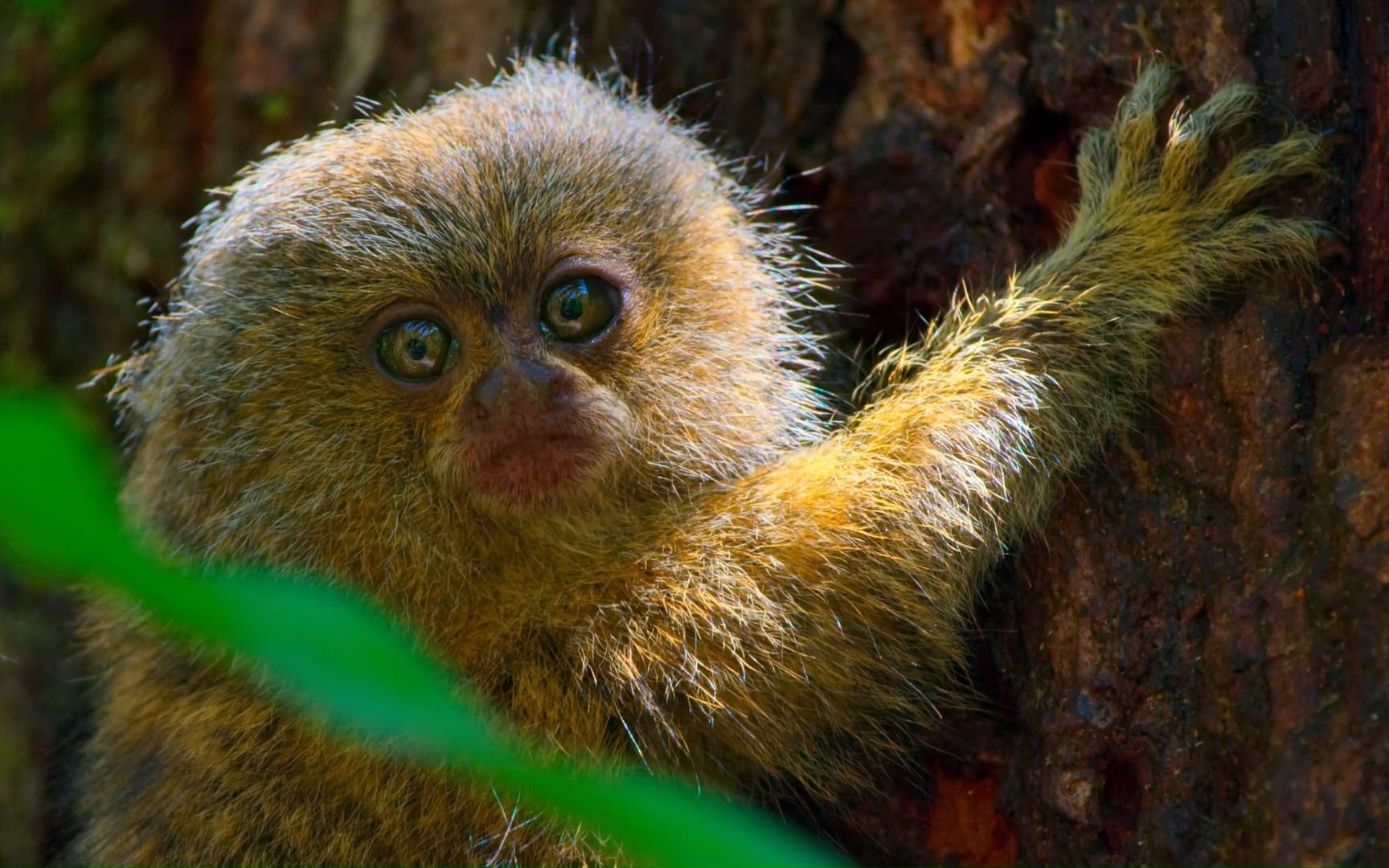 热带雨林里的珍稀狨猴
