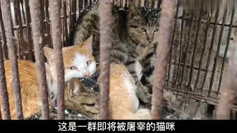 Download Video: 比流浪猫还惨的猫咪，面对猫肉贩子残忍虐待，拼死保护并诞下幼崽