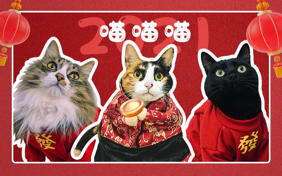 吾家三喵牛年喵喵喵新年暴富