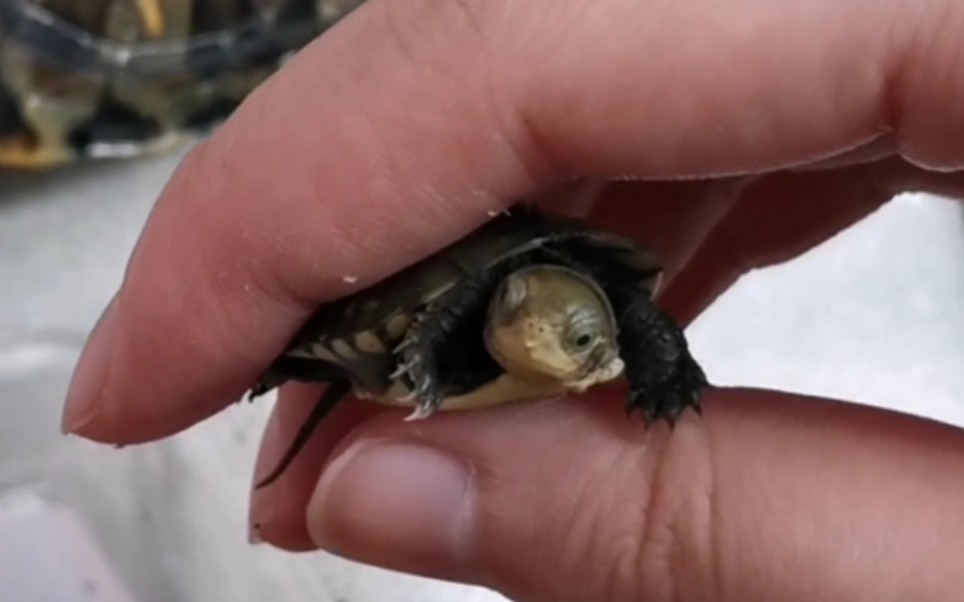 开箱一只互动性很好的3cm天使眼小青龟苗