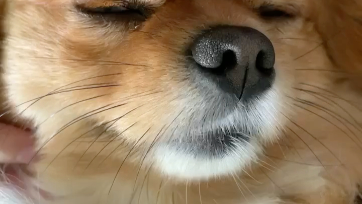狗闭眼,狗打呼