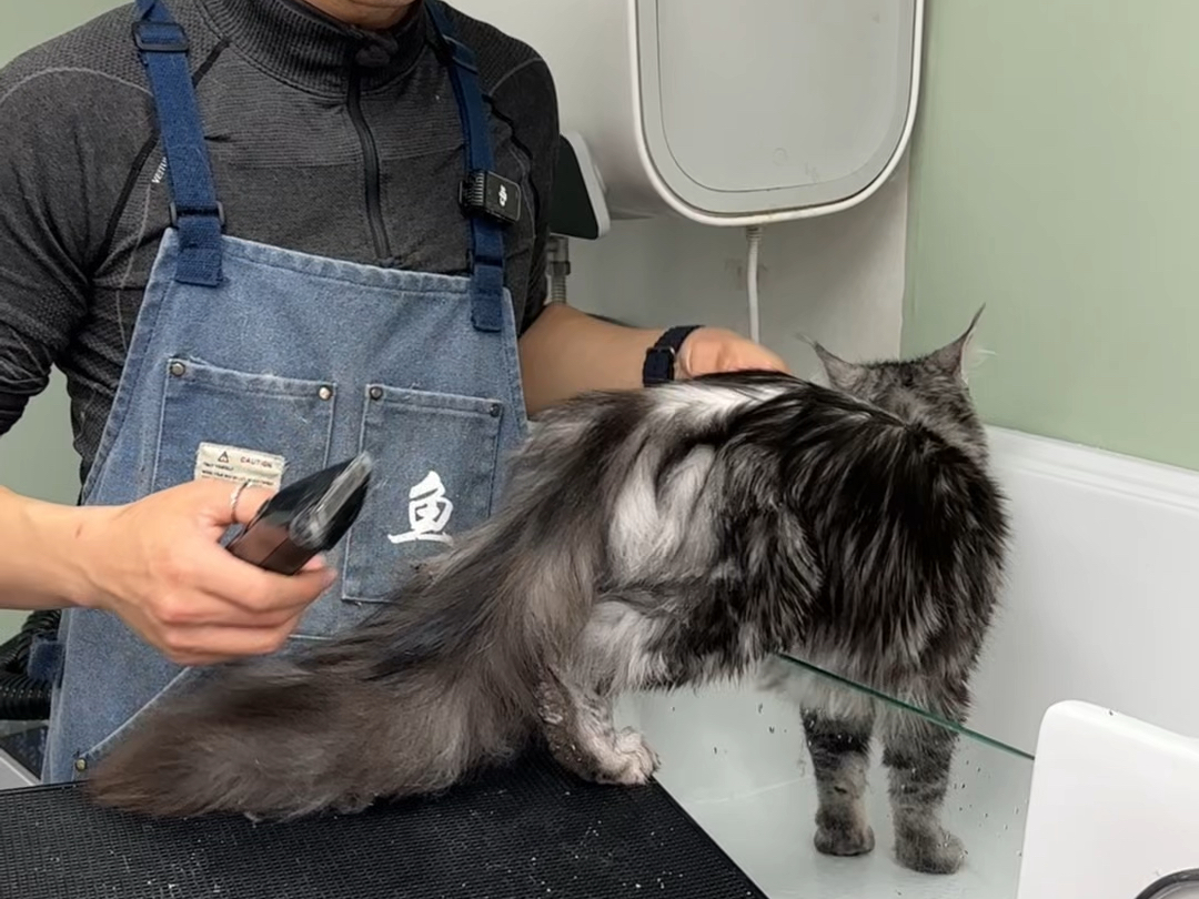 这么小的缅因，真的让我怀疑是不缅因嘞#鱼白白洗猫