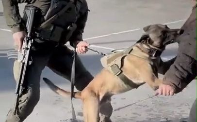 K9警犬军犬训练哔哩哔哩bilibili