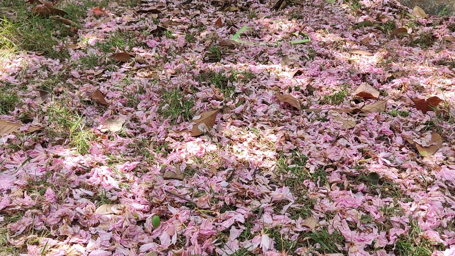 芳草鲜美,落英缤纷