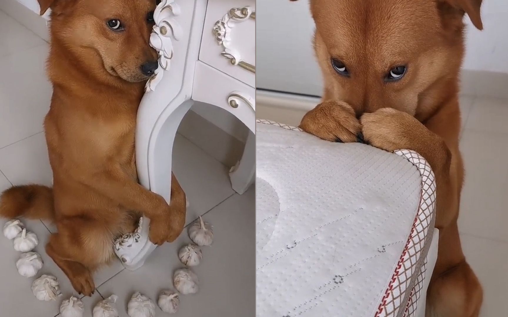 狗狗咬榴莲被主人训斥捂着鼻子趴在沙发上委屈的样子逗笑网友