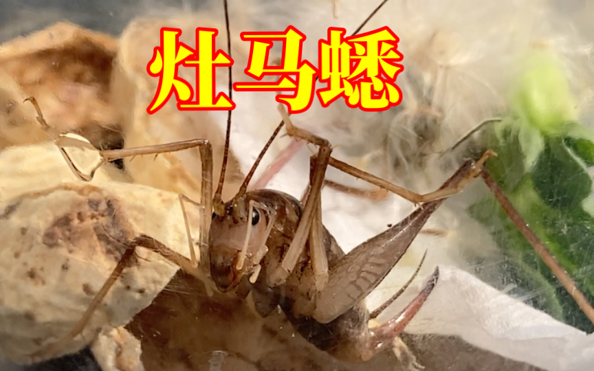 昆虫届天生舞蹈家-灶马蟋观察灶马蟋的高光时刻