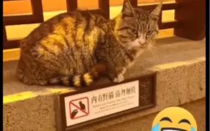 Télécharger la video: 女子游览夫子庙遇到一只猫，伸手去摸被猫咪扭头躲开。猫:来看看这个警示牌上面写的啥。