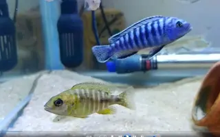 慈鲷繁殖 搜索结果 哔哩哔哩 Bilibili