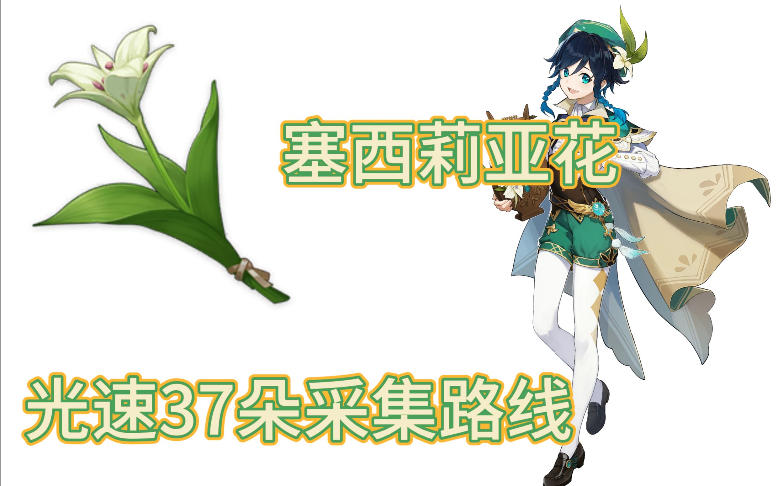 【原神塞西莉亚花】温迪 阿贝多突破材料/蒙德特产/保姆路线/快速获取