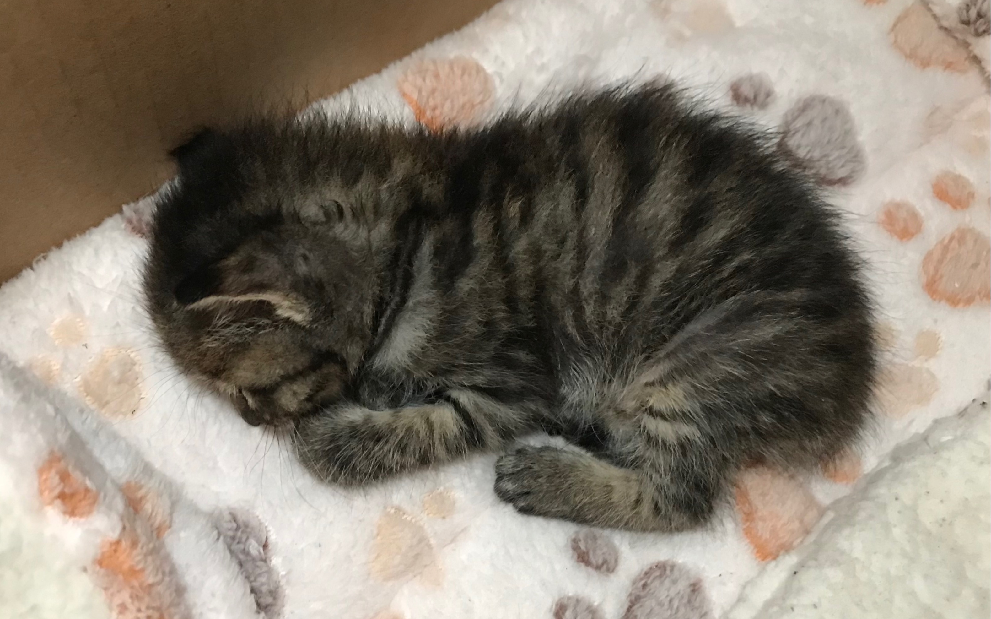 领养了一只梨花小奶猫