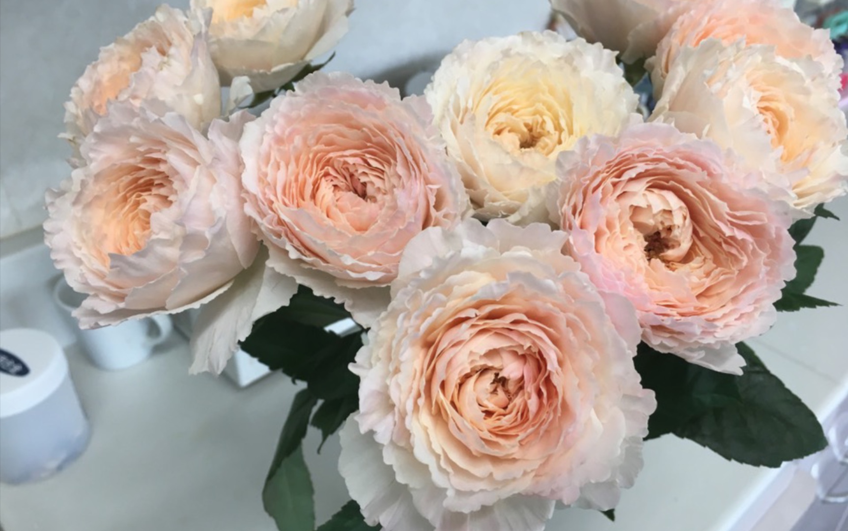 国枝启司:新品月季紬(chou)轻柔