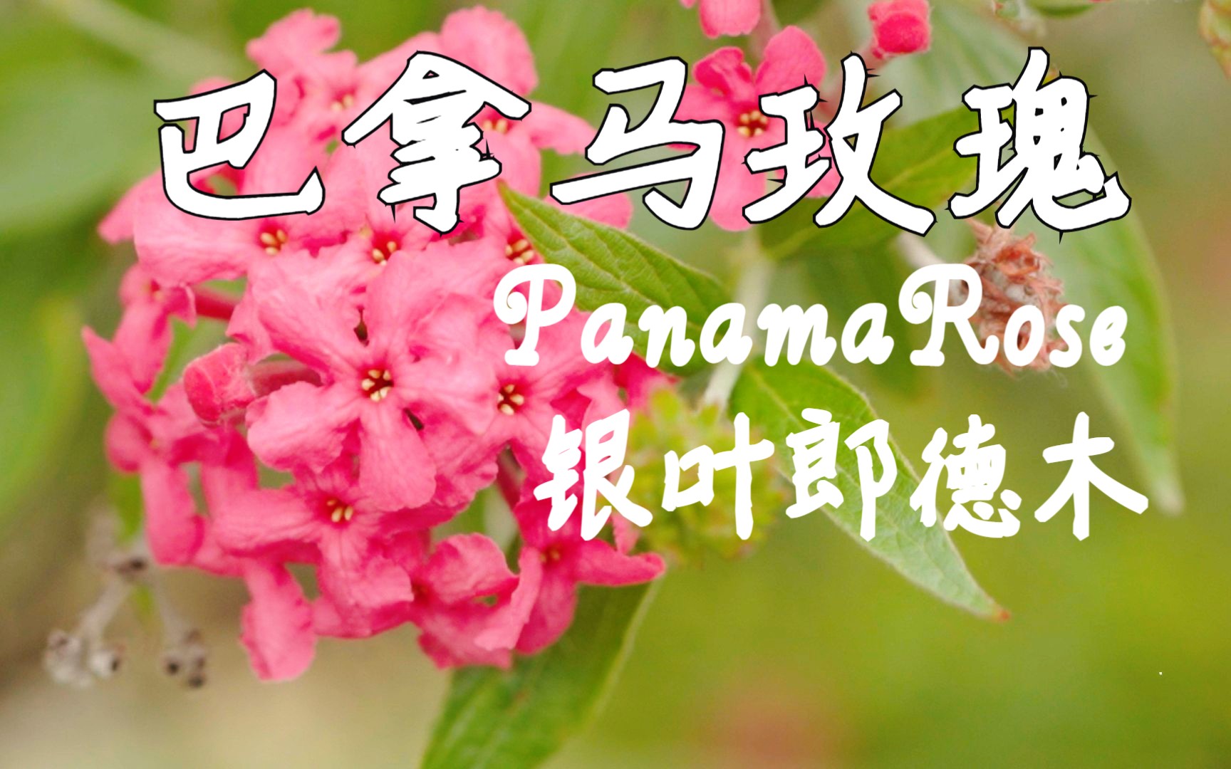 [图]不是玫瑰的巴拿马玫瑰 Panama Rose | 迷你绣球一样的存在 | 银叶郎德木