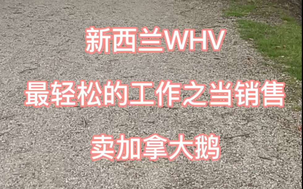 【纪录片024】新西兰WHV之当销售卖大鹅|冬天也快要到了哔哩哔哩bilibili