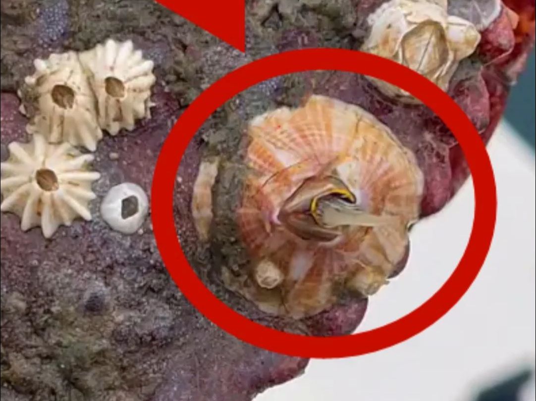 螃蟹被藤壶缠身!导致行动缓慢,让它痛苦不堪