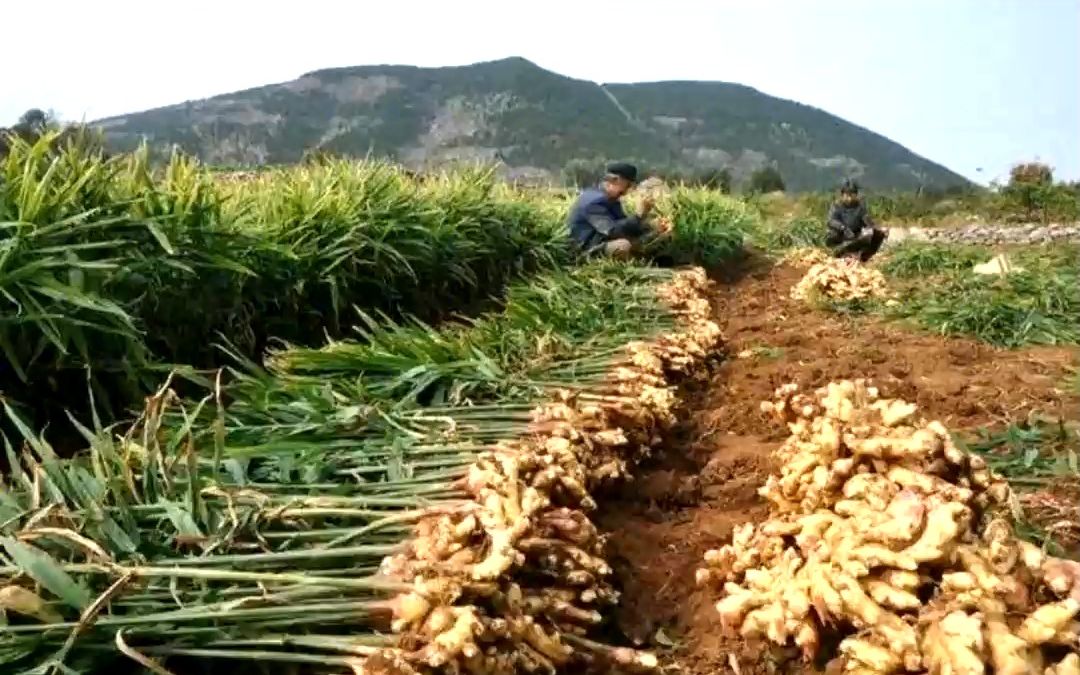 生姜价格迅速上涨,农民种植生姜一亩地收获4万元!哔哩哔哩bilibili