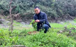 下载视频: 年后吃腻了腊肉，去点滴间挖点野菜来解解馋，凉拌荠菜你吃过吗？