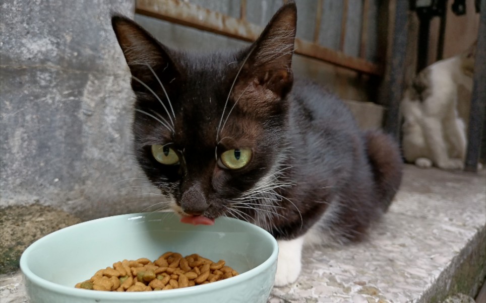 混口饭吃而已阿sir