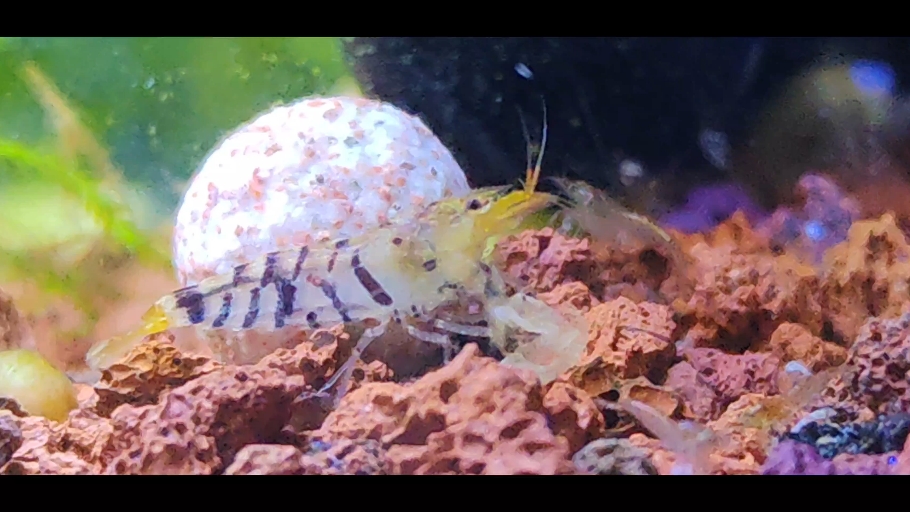 虎纹虾(玛丽米虾)