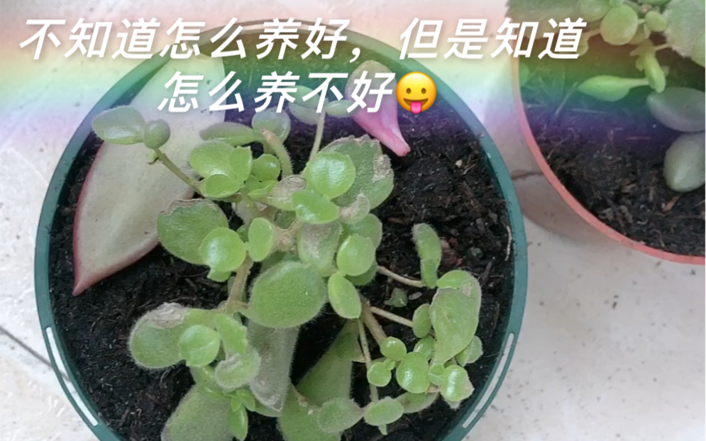 用我的错误来总结熊童子的养护避雷指南哔哩哔哩bilibili