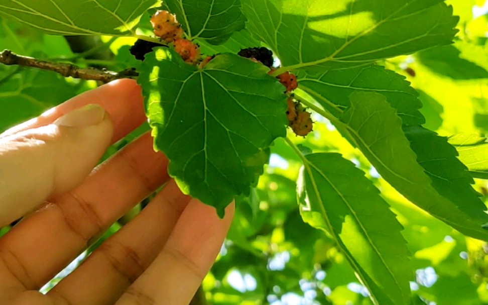 摘几个野桑葚吃吃