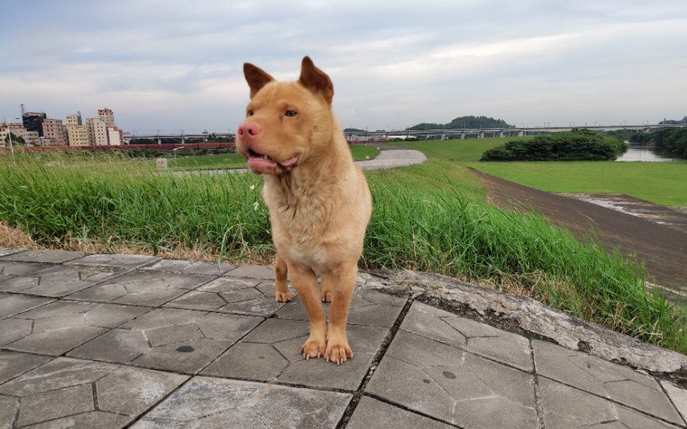 【最乖田园犬】在城市最适合养狗的地方,城郊江边潮汕大头狗哔哩哔哩bilibili