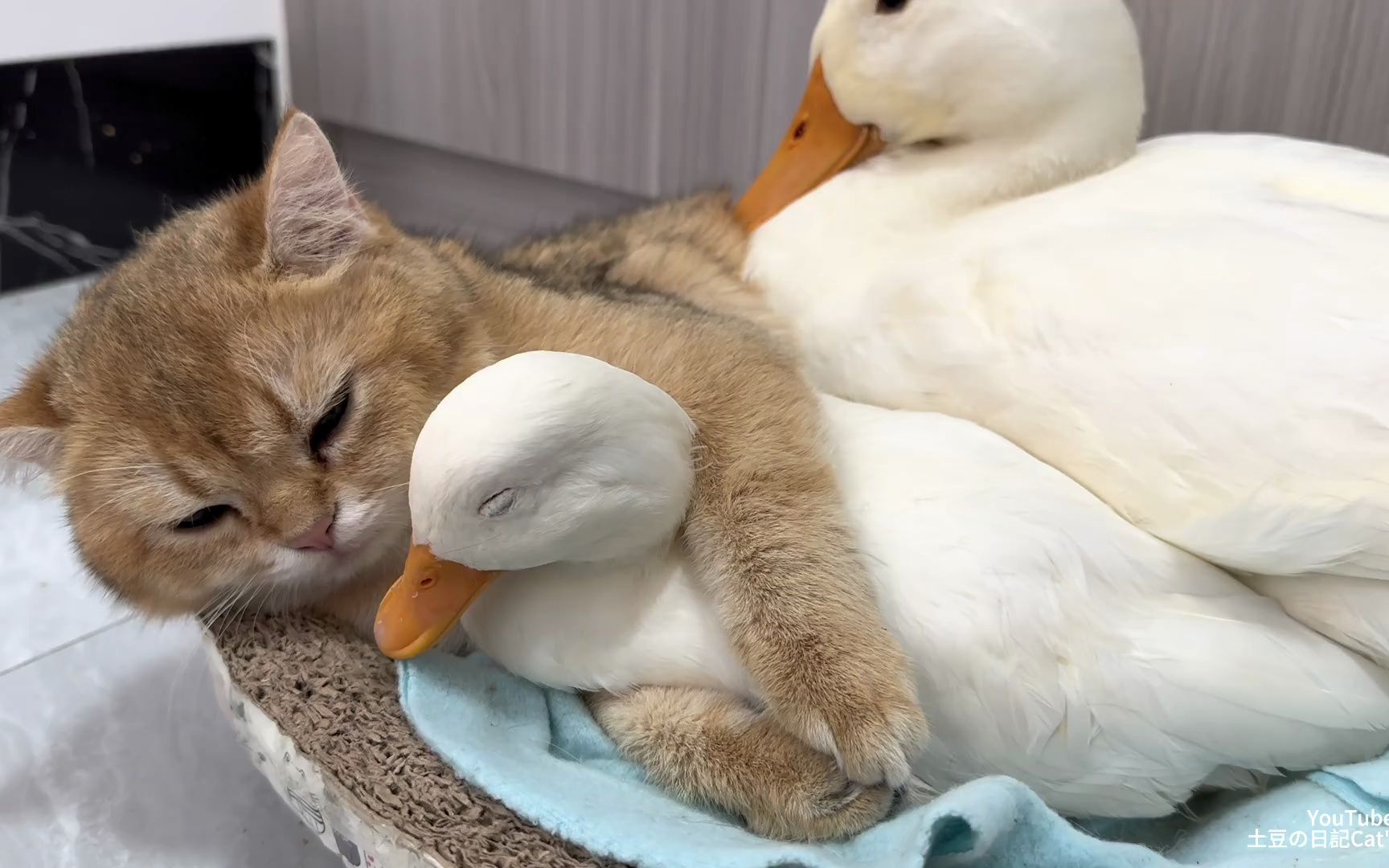 鸭子和小猫的生活很有意思.小鸭的妈妈抱着他.