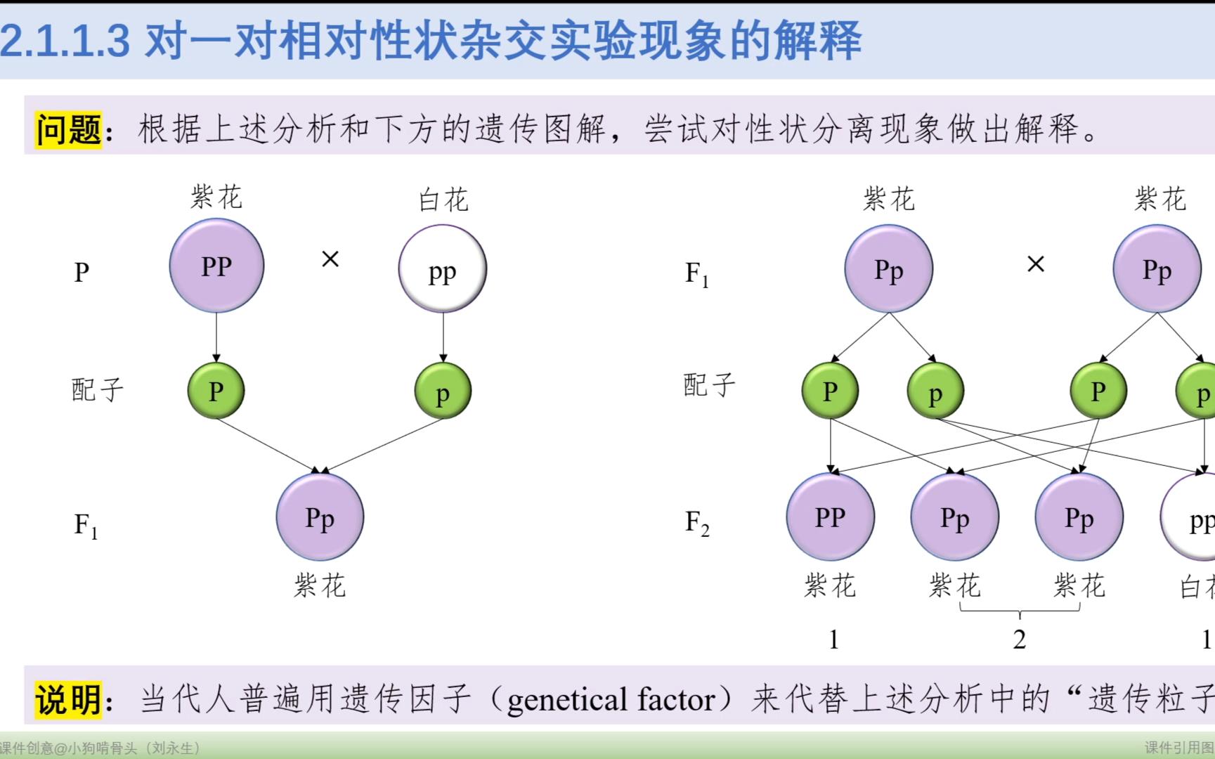 [图]2.1.1 孟德尔的豌豆杂交实验（一）第三部分