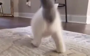 Tải video: Cat dancing