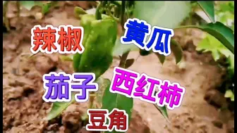 Download Video: 黄瓜、辣椒、西红柿、茄子、豆角等瓜果类蔬菜，掐尖打杈要选对时间，否则会死苗