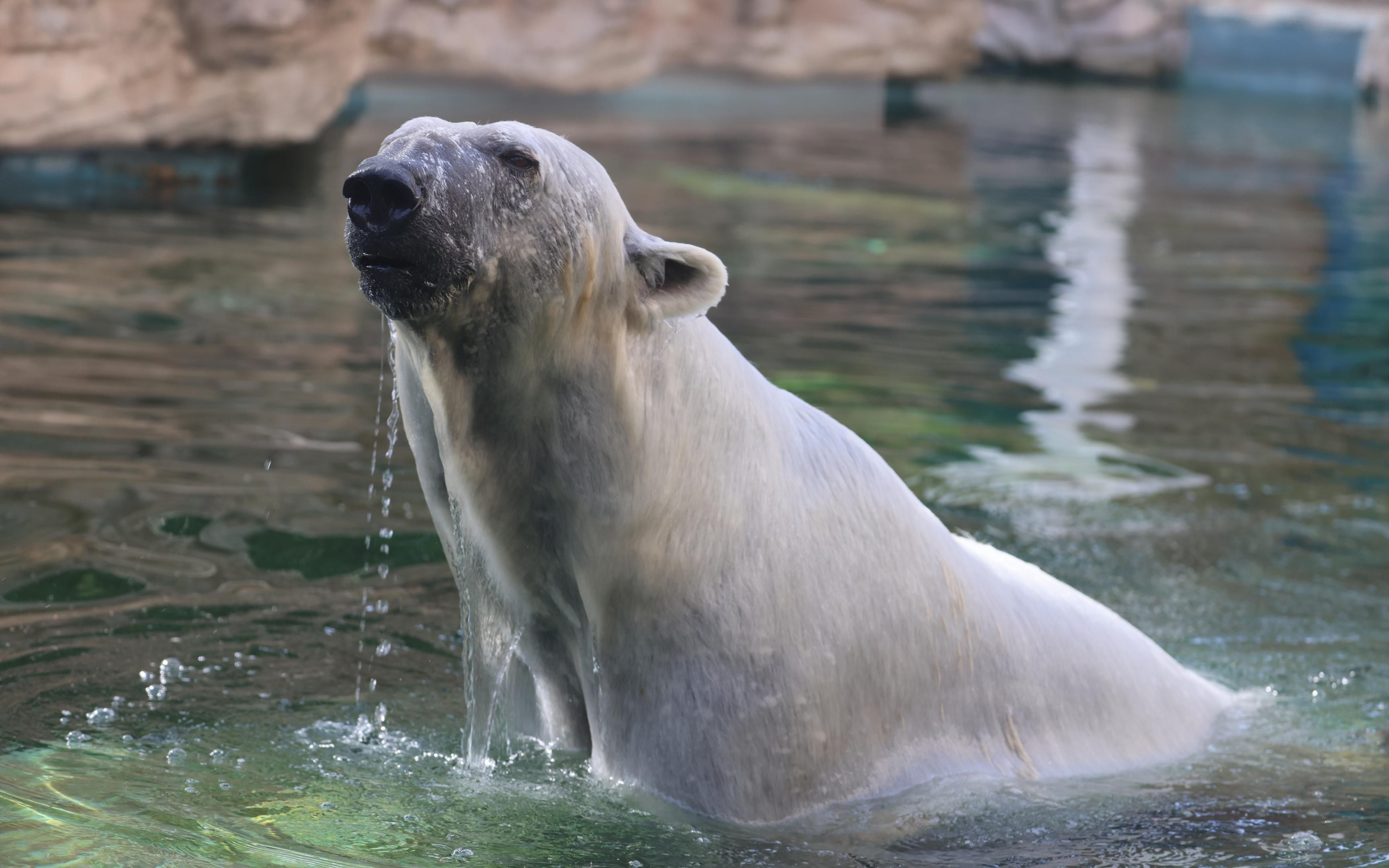 北极熊.2023.6.4.摄于北京动物园