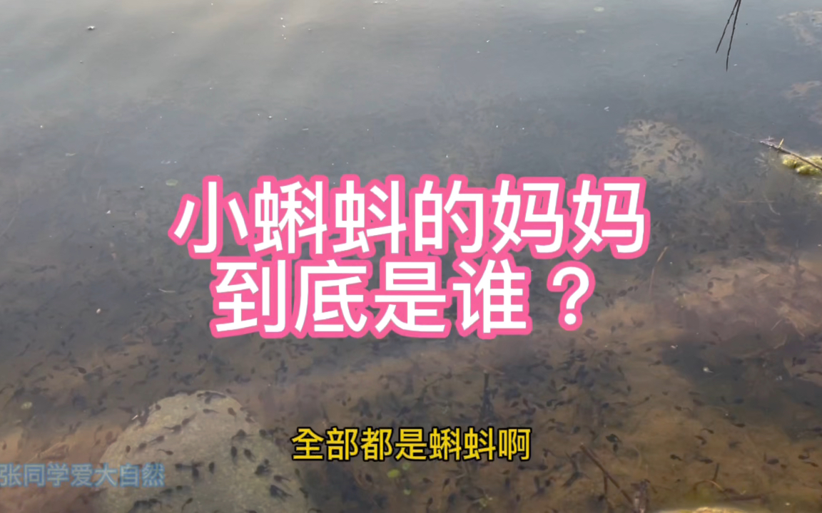 这些小蝌蚪的妈妈到底是谁?哔哩哔哩bilibili