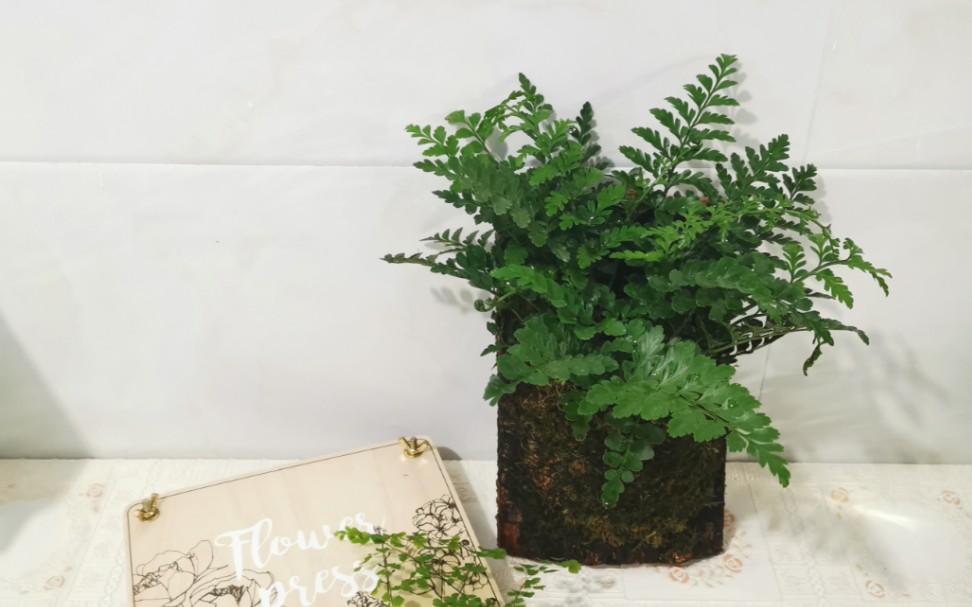 手作板植平安蕨记录贴懒人养这个活着就挺好对相貌是没啥要求了