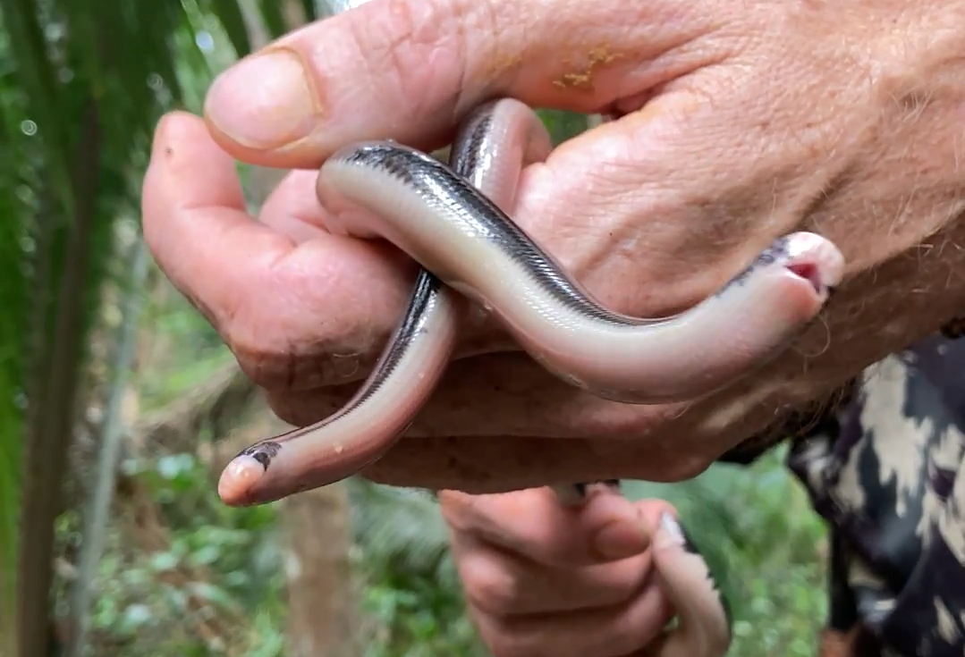 网纹美洲盲蛇 Amerotyphlops reticulatus哔哩哔哩bilibili