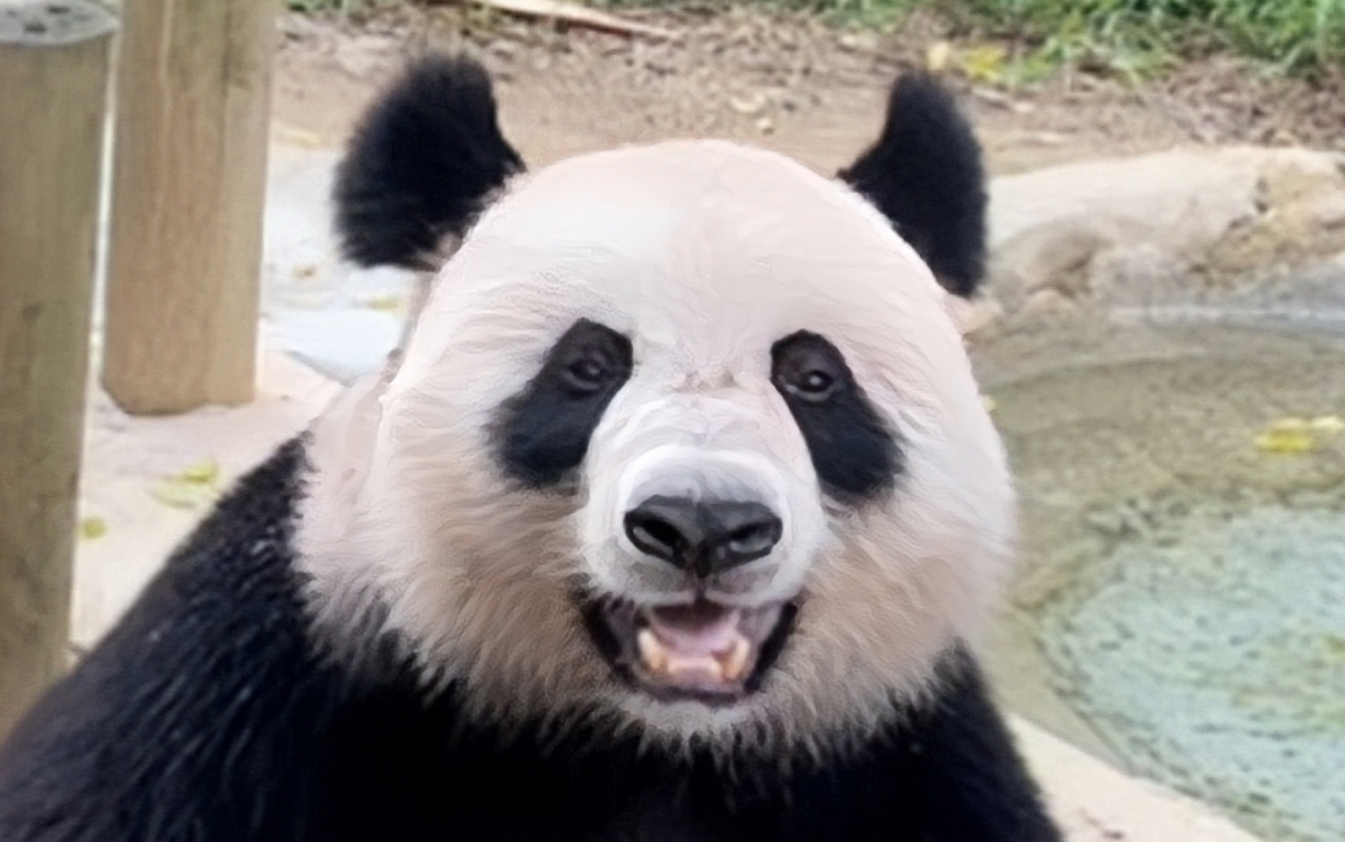 大熊猫帅帅搞笑日常图片
