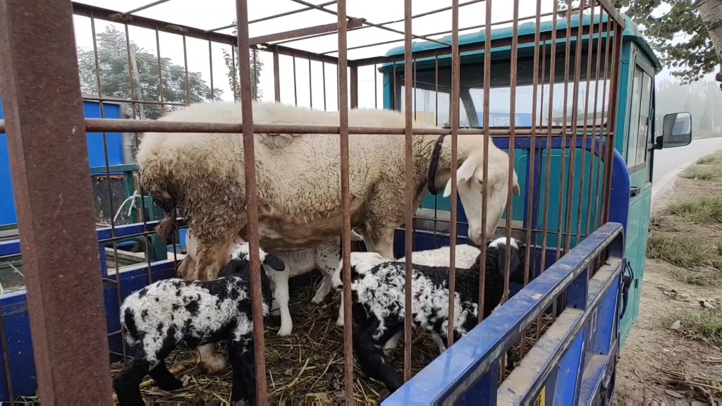 寒羊串产羔率高,但到后期奶肯定跟不上,所有要配上奶山羊才能保证羔羊