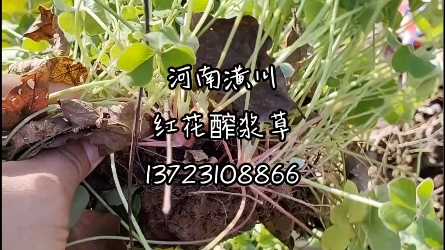 红花醡浆草/河南红花醡浆草/潢川红花醡浆草137+23108866哔哩哔哩bilibili