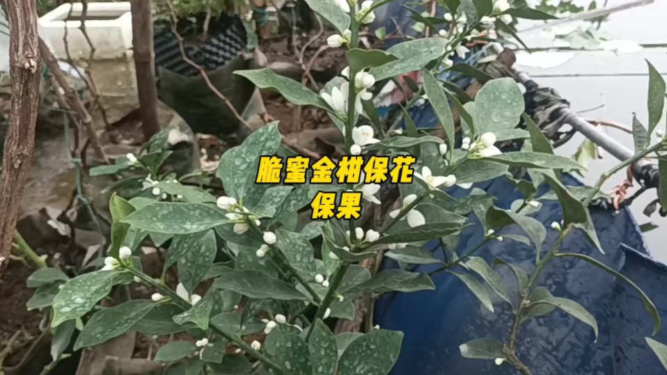 脆蜜金柑保花保果哔哩哔哩bilibili