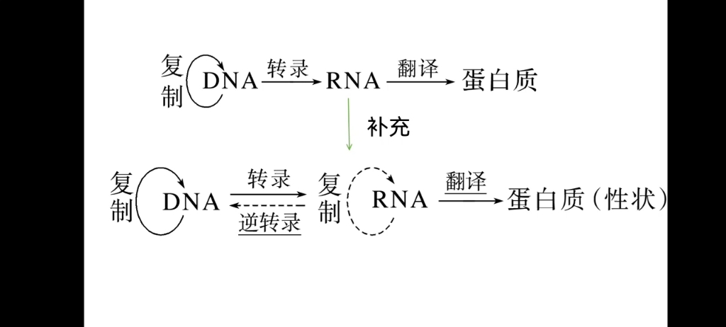 生物一輪複習難點突破:中心法則