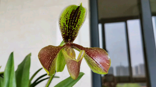 波氏兜兰paphiopedilum vi