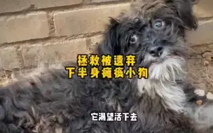 Download Video: 狗狗下半身瘫痪大小便失禁被主人遗弃，被好心人拯救后仅仅两个月，变化简直是天壤之别！