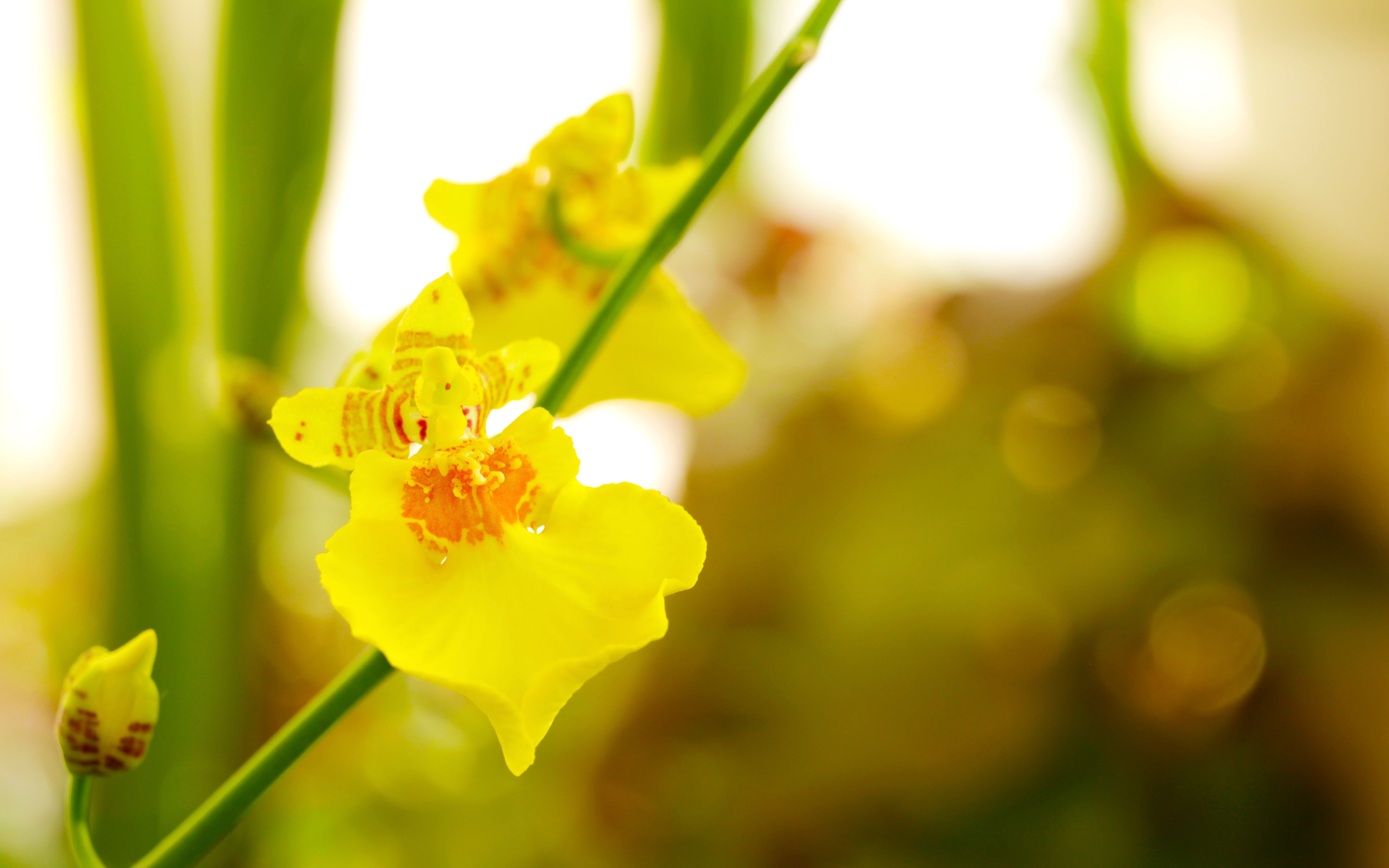 [182]文心兰开花啦 终于开花了再养几天 送去给我的朋友 虽有不舍