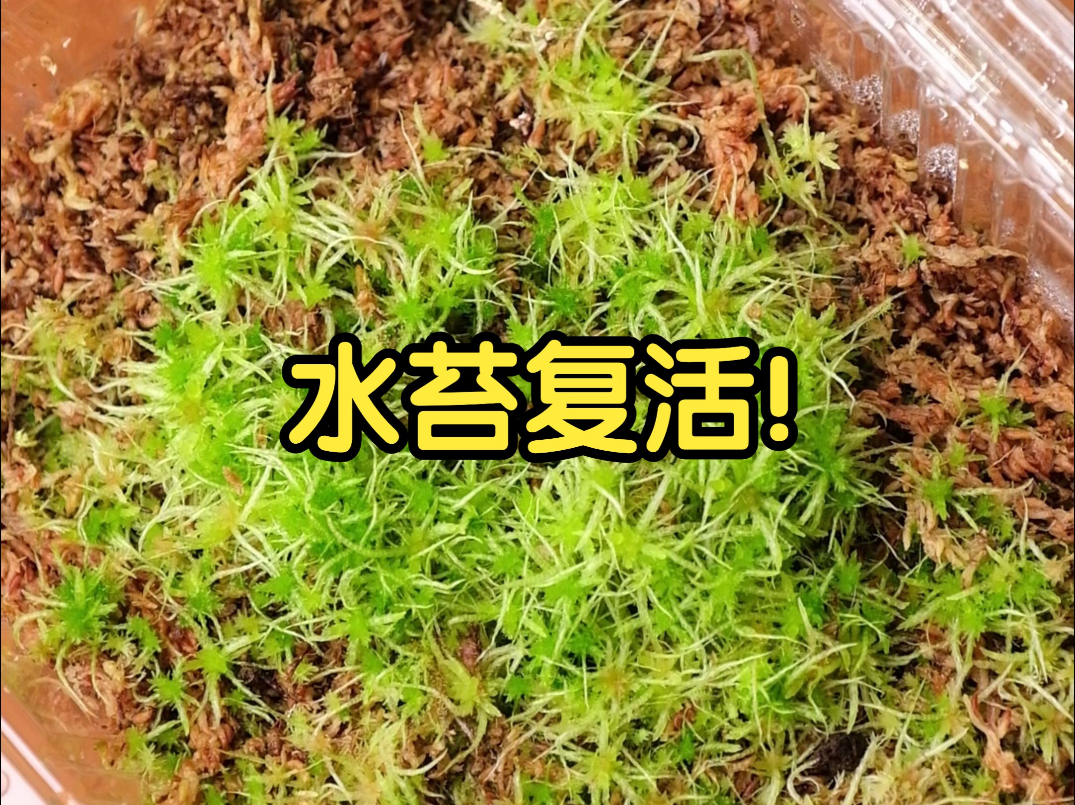 水苔复活术|如何把干水苔变成活水苔?哔哩哔哩bilibili